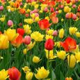 GRAINE - SEMENCE 50pcs  Définir les graines de tulipes Vitalité décorative Vitalité facile style-Multicolor 1-1
