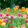 GRAINE - SEMENCE 50pcs  Définir les graines de tulipes Vitalité décorative Vitalité facile style-Multicolor 1-2