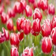 GRAINE - SEMENCE 50pcs  Définir les graines de tulipes Vitalité décorative Vitalité facile style-Multicolor 1-3