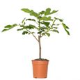 Figuier - BLOOMIQUE - Ficus Carica - Arbre fruitier - Rustique - Diamètre 17 cm - Hauteur 70 cm-0