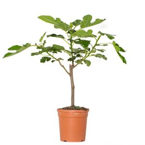 PLANTE POUSSÉE Figuier - BLOOMIQUE - Ficus Carica - Arbre fruitier - Rustique - Diamètre 17 cm - Hauteur 70 cm