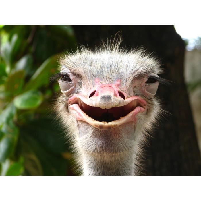 Papier Peint Photo INTISSÉ-(181140)-AUTRUCHE SOURIANTE-350x260cm-7 lés-Mural Poster Géant XXL-Animaux-Beach Mer Océan Nature Jungle