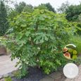 Figuier - BLOOMIQUE - Ficus Carica - Arbre fruitier - Rustique - Diamètre 17 cm - Hauteur 70 cm-1