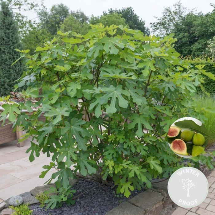 Figuier - BLOOMIQUE - Ficus Carica - Arbre fruitier - Rustique - Diamètre  17 cm - Hauteur 70 cm - Cdiscount Jardin