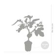 Figuier - BLOOMIQUE - Ficus Carica - Arbre fruitier - Rustique - Diamètre 17 cm - Hauteur 70 cm-2