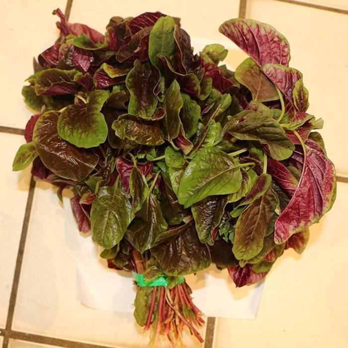 Graines Amarante Crête De Coq – 0,5 G (environ 550 Graines) – Celosia Argentea Cristata – Pour Jardin - 6