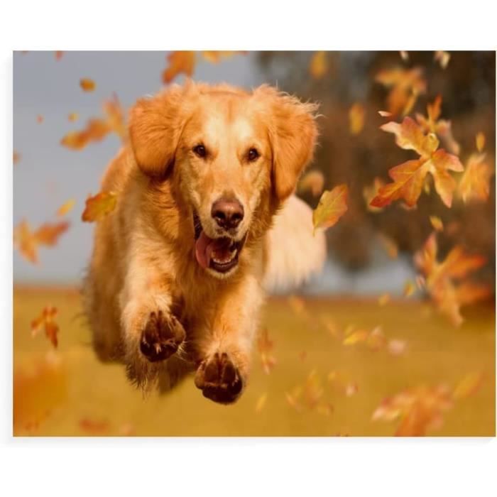 Peinture Diamant 5D Chien Coloré, Kit De Broderie Diamant, Mosaïque, 40x50 Cm | Leroy Merlin