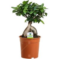 Ficus Ginseng – 1 plante – Maison  Bureau Arbuste d’intérieur en pot 12 cm