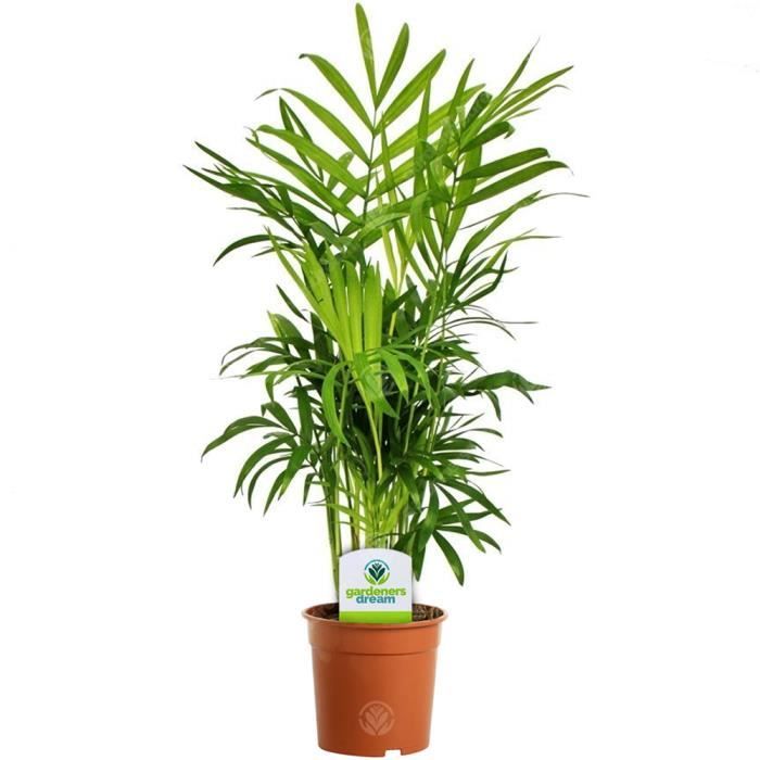 Lot Surprise 7 Plantes D'Intérieur - 40-70 Cm - Pot 12-15 Cm - Plantes Maison Bureau Qualité Pro