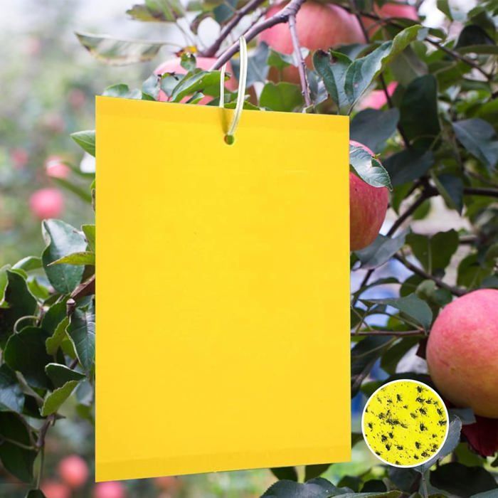 50 Pièges Jaunes Englués 20x15cm Autocollants Anti-Mouches pour Plantes Piège à Moucherons Pucerons et Mouches de la Cerise