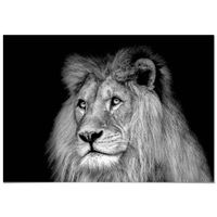 Tableau Panorama Lion Noir et Blanc 100x70 cm - Imprimée sur Toile - Tableau Animaux