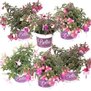 PLANTE POUSSÉE 6xFuchsia Bella Mix - Bell Plant Hanging - Plante annuelle - D10,5 cm - H15-20 cm