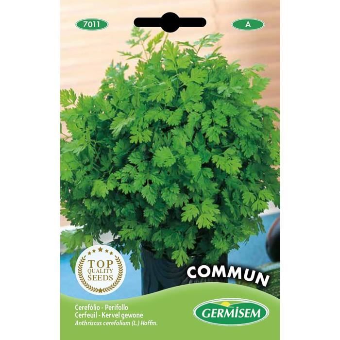 Puntarelle Di Galatina Zaden Biologisch