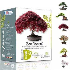 Cultivez facilement 4 types de bonsaïs av Cultivez votre propre kit de Bonsai 