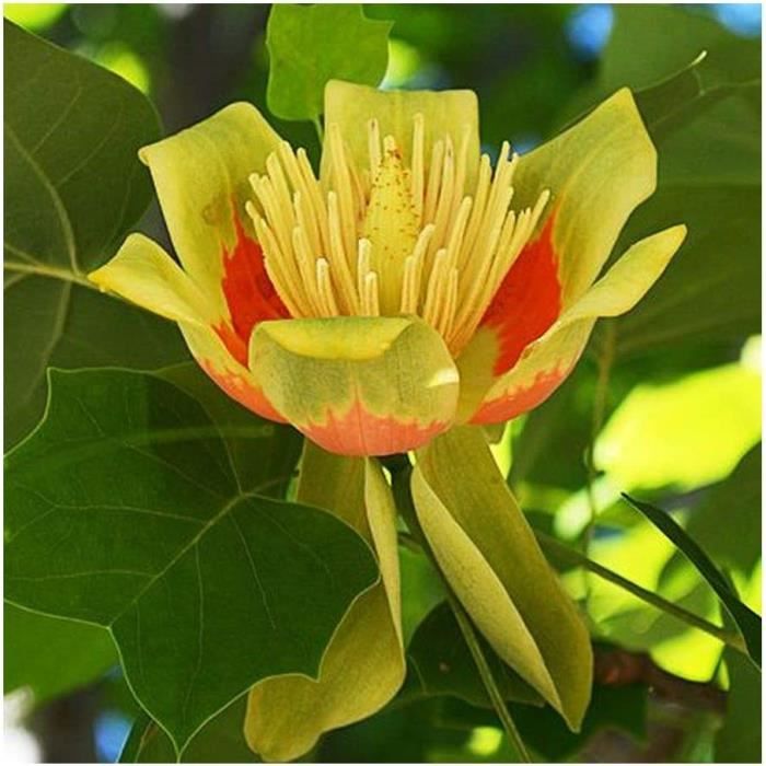liriodendron-tulipifera-tulipier-de-virginie-15-graines-797