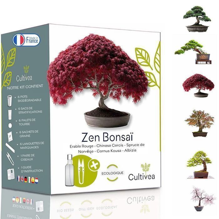 Mini Kit Zen Bonsai