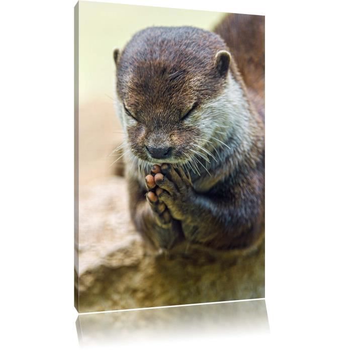 loutre cendrée gracieuse Photo sur toile - taille: 60x40 cm- Peinture murale - Art Print - prêt couvert_LFs1809_60x40