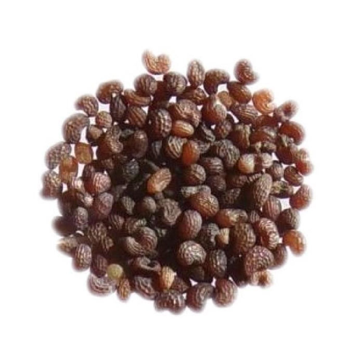 Coquelicot 0 15 Grammes Papaver Rhoeas Field Poppy Sem02 Achat Vente Graine Semence Coquelicot 0 15 Grammes Cdiscount
