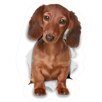 Teckel chien dog autocollant adhésif sticker logo 843 (Taille: 40 cm)