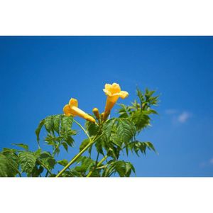 PLANTE POUSSÉE Plante Grimpante - Yellow Trumpet