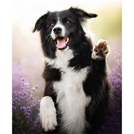Kit de broderie Border Collie coussin au point de croix Kit de broderie Border Collie coussin au point de croix