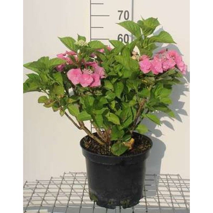 Ventilateur DC 12V 8cm (80x80mm) - 2 Fils, 3.0W - Pour Refroidissement D'ordinateur, Boîtier électrique, Etc.