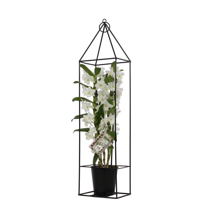 Orchidée Bambou Fleur Blanche (cadre inclus) | plante d'intérieur| hauteur  78 cm | Pot 12 cm | Entretien facile - Cdiscount Jardin