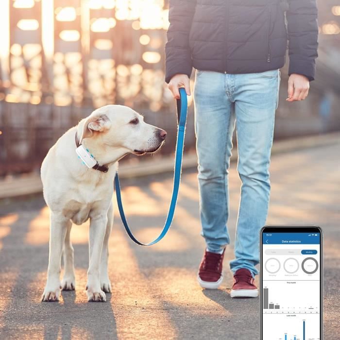 Dog wearing a visible GPS tracking device during a walk with its owner