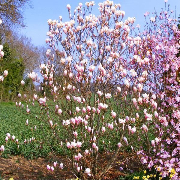 Magnolia De Soulange Magnolia Soulangeana Arbre Fleurs Au Printemps Parfumees Et Roses De 10 A 15 Cm De Diametre Resiste A 30 C Cdiscount Jardin