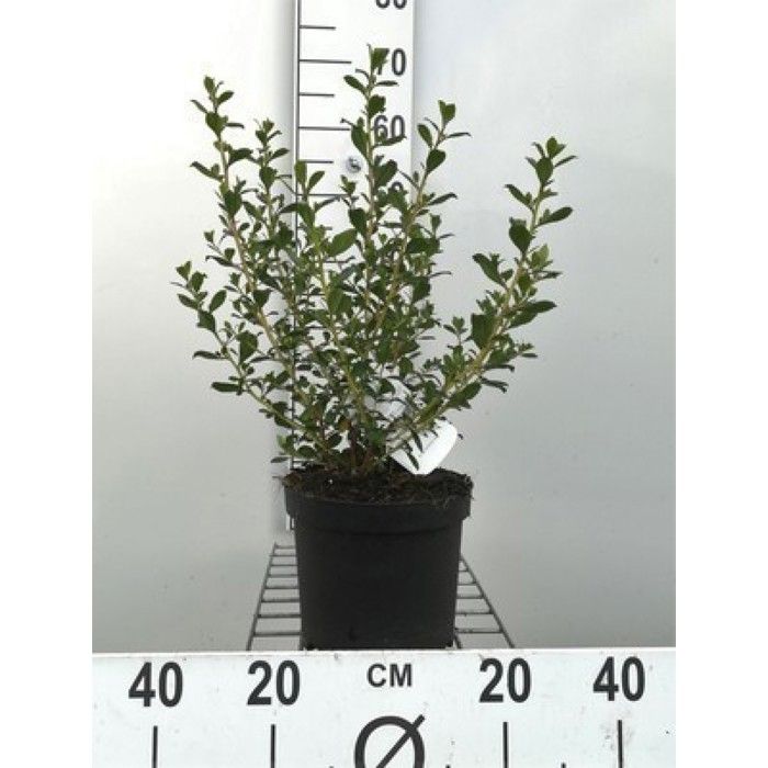 Escallonia hybr. C.f. Ball Escallonia 40 50 cm en pot