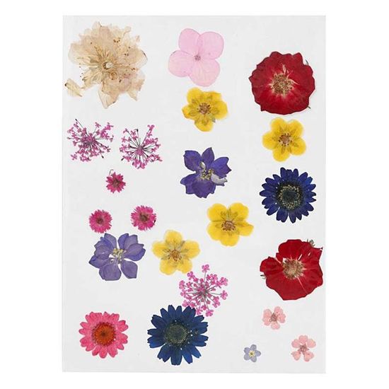 PATIKIL Lot de 48 fleurs séchées pressées naturelles séchées pour loisirs créatifs, décoration de maison, décoration d'ongles, jaune citron