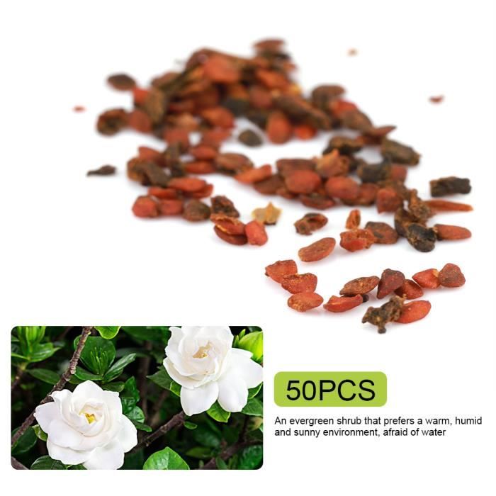 Graine semence 50 Pcs Gardenia Jasminoides Cape Jasmin Graines De Fleurs Jardin Balcon -LAF