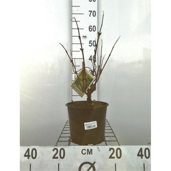 Sambucus rac. 'Sutherland Gold' - Sureau Noir 'Black Beauty', Sureau ...