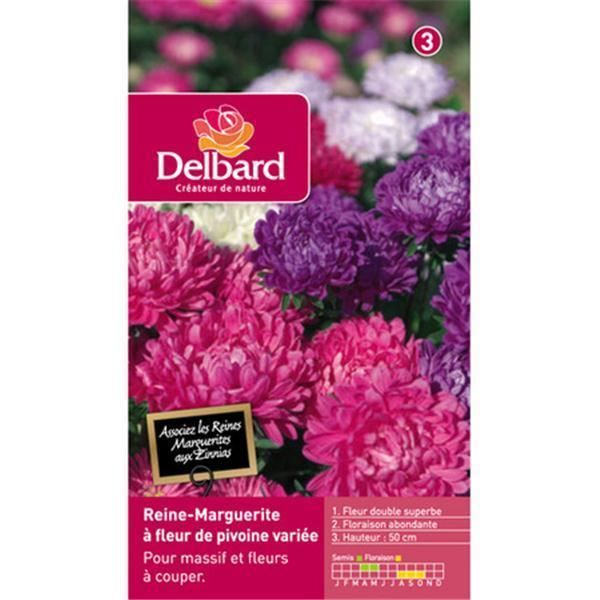 Reine Marguerite Fleur De Pivoine Variee Delbard Cdiscount Jardin Reine Marguerite Fleur De Pivoine Variee Delbard Cdiscount Jardin