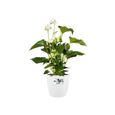 ELHO Brussels Pot de fleurs rond Roues 47 - Blanc - Ø 47 x H 44 cm - intérieur - 100% recyclé-2