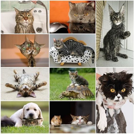 Chats drôles: Ensemble de 20 cartes postales avec chats rigolos et drôles (10 motifs x 2 pièces) pour collectionneurs et post 232