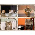 Chats drôles: Ensemble de 20 cartes postales avec chats rigolos et drôles (10 motifs x 2 pièces) pour collectionneurs et post 232-1