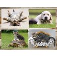 Chats drôles: Ensemble de 20 cartes postales avec chats rigolos et drôles (10 motifs x 2 pièces) pour collectionneurs et post 232-2