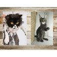 Chats drôles: Ensemble de 20 cartes postales avec chats rigolos et drôles (10 motifs x 2 pièces) pour collectionneurs et post 232-3