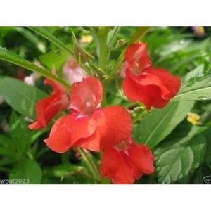 GRAINE - SEMENCE Impatiens Balsam (100 graines) Red Balsamin Fleurs, croissance rapide, Sun aimer [155]