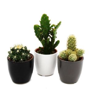 PLANTE POUSSÉE Exotenherz - Ensemble de 3 cactus dans une jardinière - noir blanc gris - environ 7-10cm de haut
