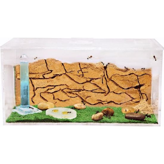 Fourmilière en Sable avec les Fourmis et Reine GRATUITES (Formicarium) -  Cdiscount