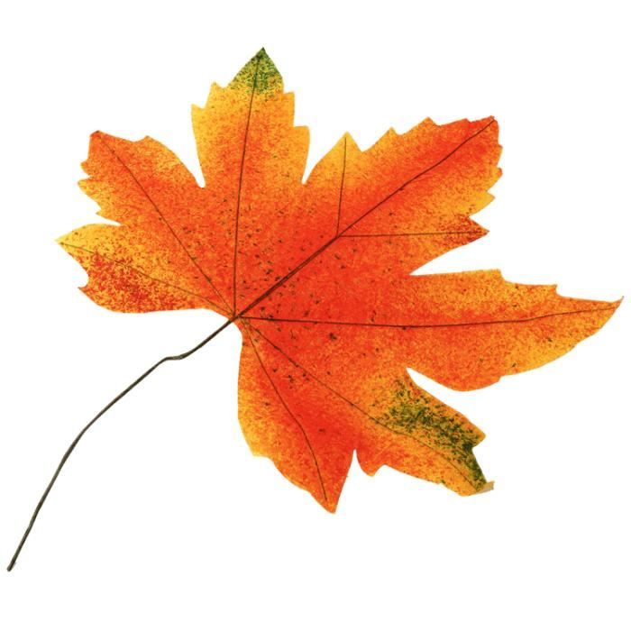 Feuille d'automne 35 cm
