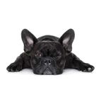 HXA DECO Tableau decoratif bouledogue francais clin d œil , 80x50cm