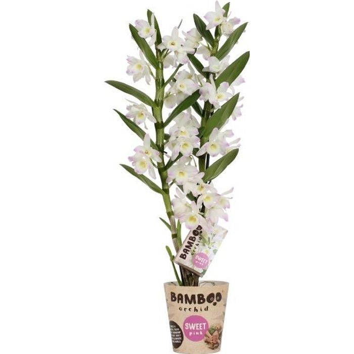 Orchidée Bambou Fleur Blanche - plante d'intérieur- hauteur 50 cm - Pot 12 cm - Entretien facile