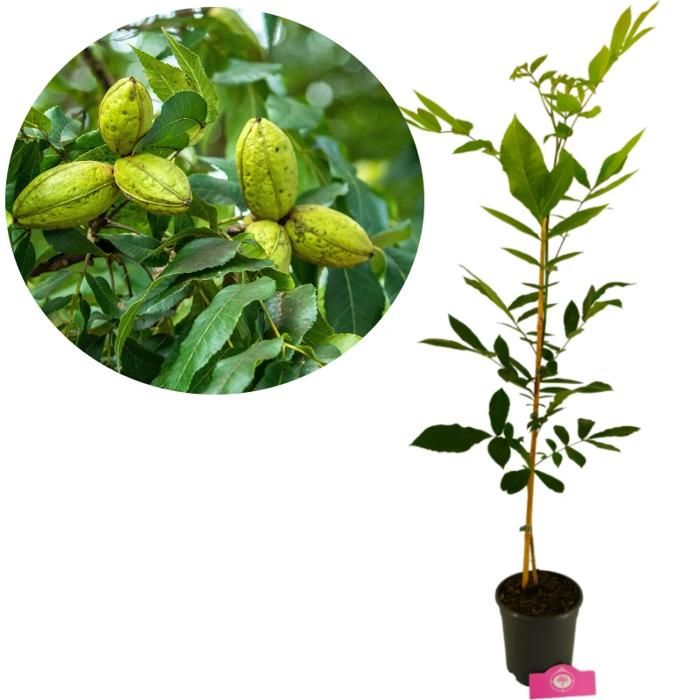 Arbre - SCHRAMAS - Carya illinoinensis (Pacanier) - Hauteur 90 cm - Pot 3 L - Arbre fruitier