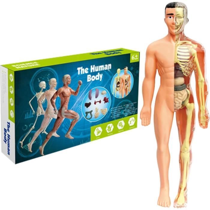 Modèle anatomique : squelette et organes