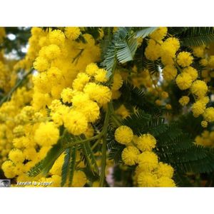 ARBRE - BUISSON Mimosa argenté(Acacia dealbata)-arbuste à floraison abondante jaune-feuillage persistant- hauteur adulte:5 à10 M-livré en Godet