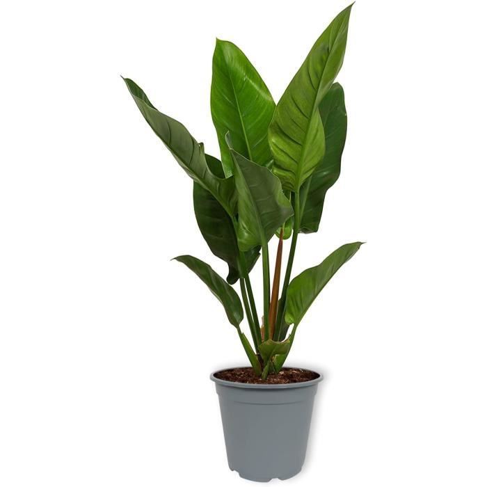 Philodendron Vert Impérial - Plante D'intérieur 19cm Pot - Purificateur D'Air - Hauteur 50-60cm
