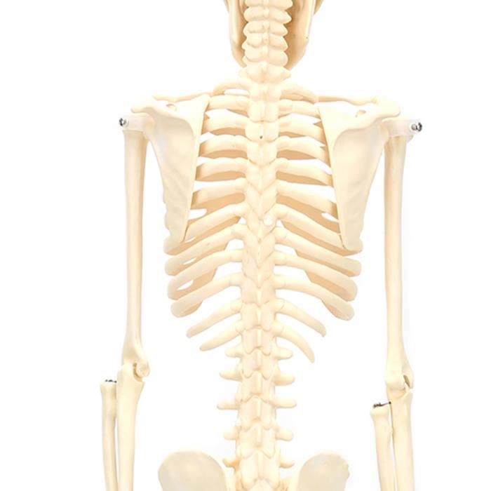 fonction du système squelettique